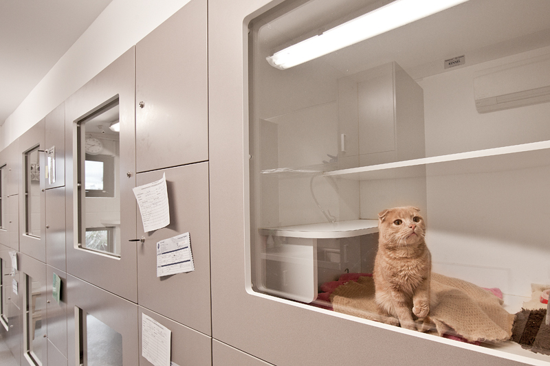 cat inside the vet ward